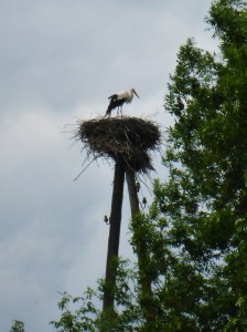 We saw so many stork nests, from Poland to Latvia