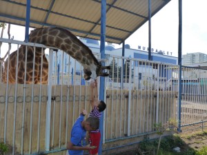 Nurdaulet mosque complex's lone giraffe obviously loves being stroked