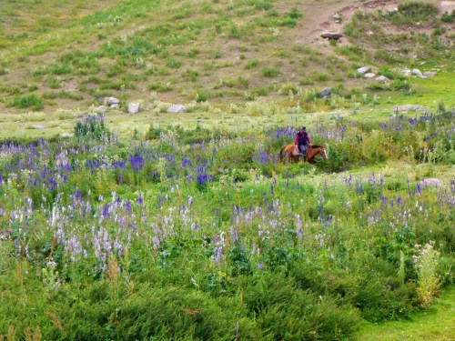 Kyrgyz herder