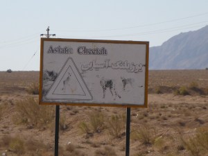 Asiatic cheetah warning sign along the Persian Gulf Highway, Iran