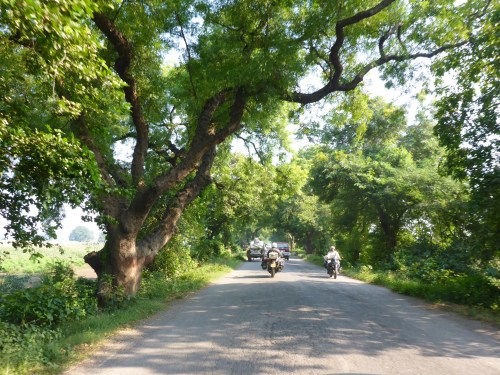A gorgeous road between Chhapra and Muzaffarpur, India