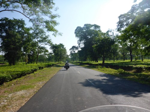 Riding through the tea plantations of West Bengal
