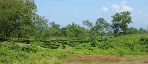 Tea plantation in West Bengal