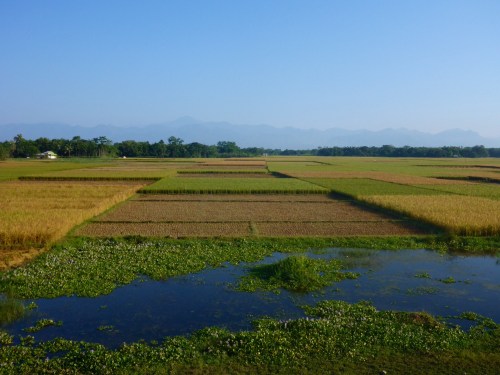 Rice fields in Assam