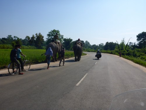 More working elephants on our country road!!!  Assam, India
