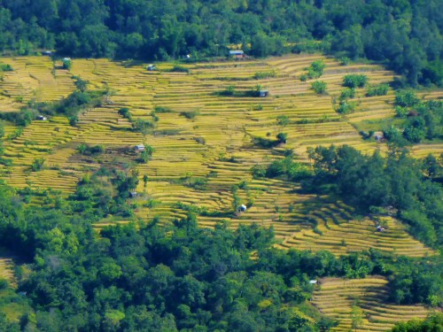 Rice fields near Kohima, India