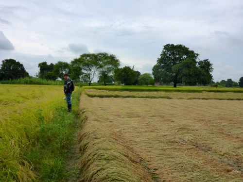 Rice field on our way to Allahabad