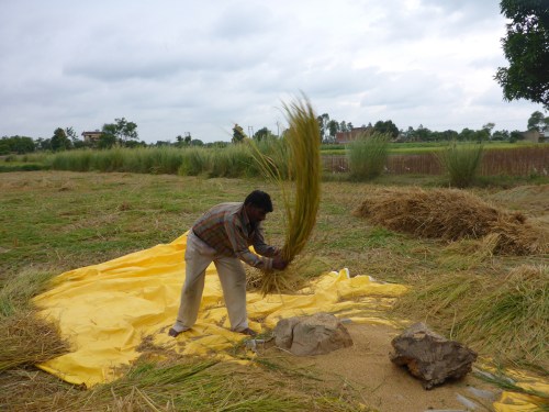 Threshing rice in India