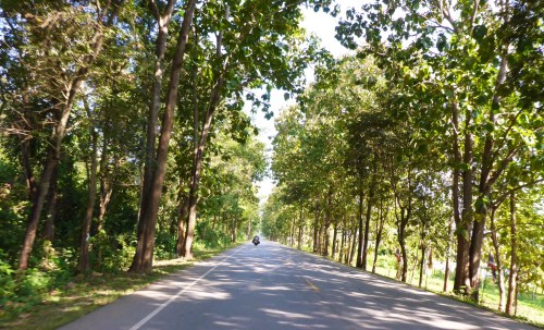 Teak tree lined road, Thailand