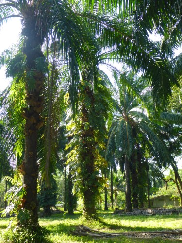 Palm oil trees - so beautiful yet so lethal