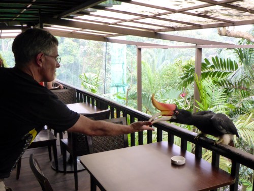 Anthony feeding a Rhinoceros Hornbill, Kuala Lumpur bird park, Malaysia