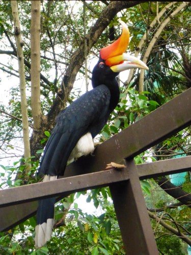 Rhinoceros Hornbill, Kuala Lumpur bird park, Malaysia