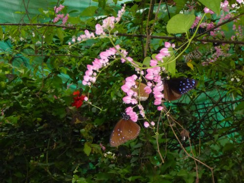 Butterfly park, Kuala Lumpur, Malaysia