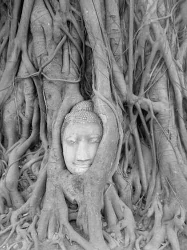Budha head in a Bodhi tree, Wat Mahathat, Ayutthaya,  Thailand