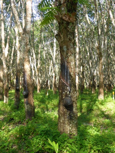 Rubber trees near Trang, Thailand