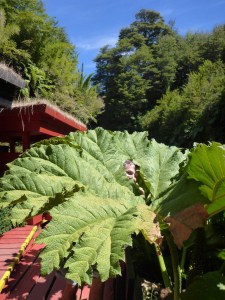 Wildlife spotted at Termas Geometricas, Coñaripe, Chile