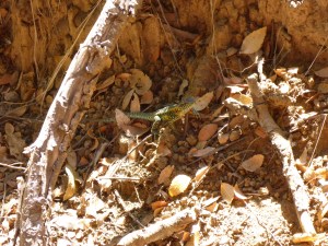 Small lizard spotted during our forest walk