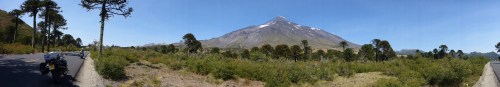 Volcán Lanin and monkey puzzle trees