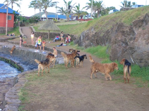 Anne has never felt so comfortable amongst so many stray dogs