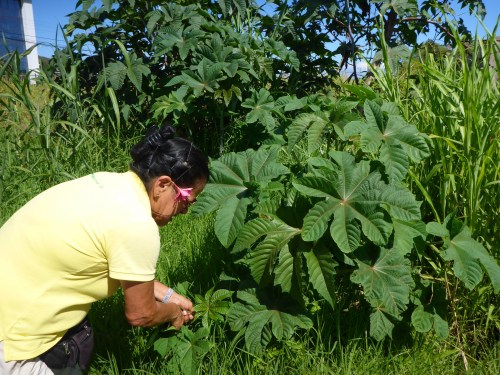 Our guide stopped to pick some rahakau leaves I had to boil and massage into Anthony's ankle