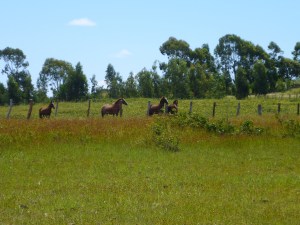 Horses watching tourists