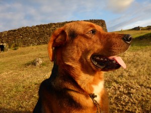 This stray dog sat beside me during the sunset at Ahu Tahai