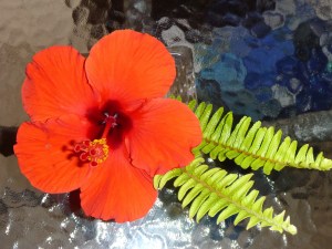 We saw hisbiscus flowers everywhere - here is the last one, at the airport