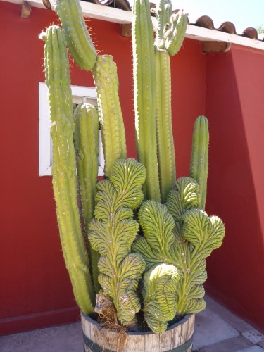 Strange cactus in Vicuña