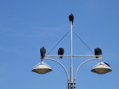 Vultures in Taltal
