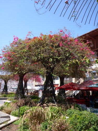 Loved this way of training bougainvellias into 'trees' in Antofagasta