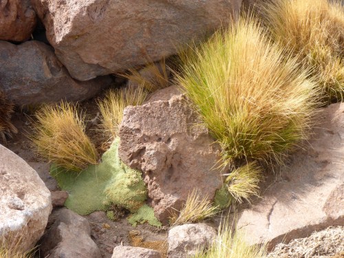The only green vegetation I came across - beautiful moss