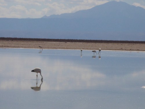 Andean flamingos at the National Flamingo Reserve within the Salar de Atacama