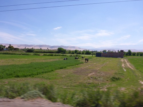 Lush valley just north of Tacna