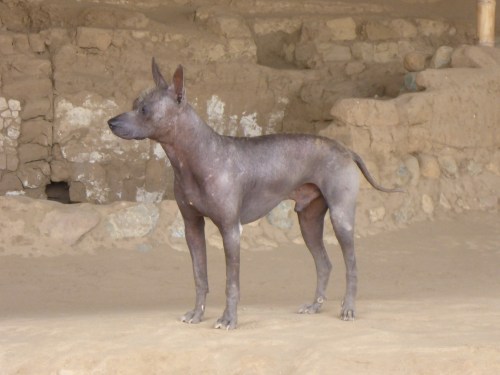 Hairless Peruvian dog, shown in Moche engravings.