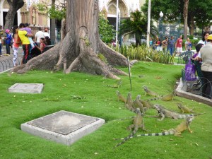 Iguanas in a Guayaquil city centre park