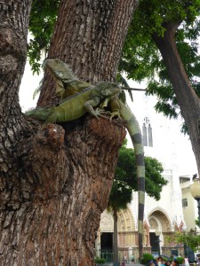 Iguanas in a Guayaquil city centre park