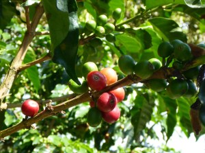 Colombian coffee, Colombia