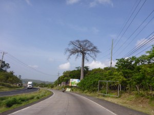 Gorgeous tree outside Panama City