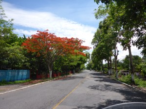 Another glorious poinciana, Jalpatagua, Guatamela
