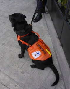 One of 2 explosive sniffer dogs at our hotel, Bogota, Colombia