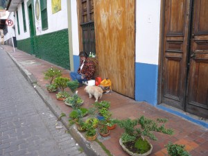 Grower with her 10 year old bonzais, La Candelaria, Bogota, Colombia
