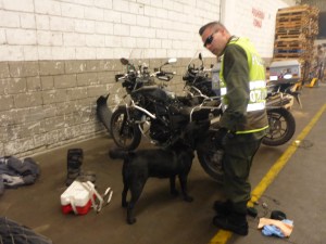 Drug sniffing dog at work checking our motorbikes