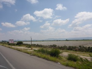 Strawberry fields at 2,000 metres high