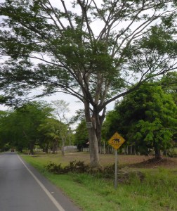 That's the only monkey we saw - Costa Rica road sign