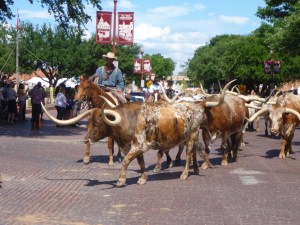 Fort Worth long horns, Texas