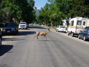 Deer in suburban Salida