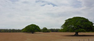 Stunning trees in Costa Rica
