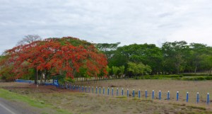 Poincianas throughout Central America reminded us of home - here in Nicaragua