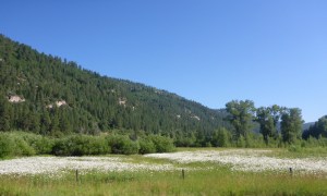 Colorado wildflowers