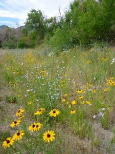Boulder wildflowers